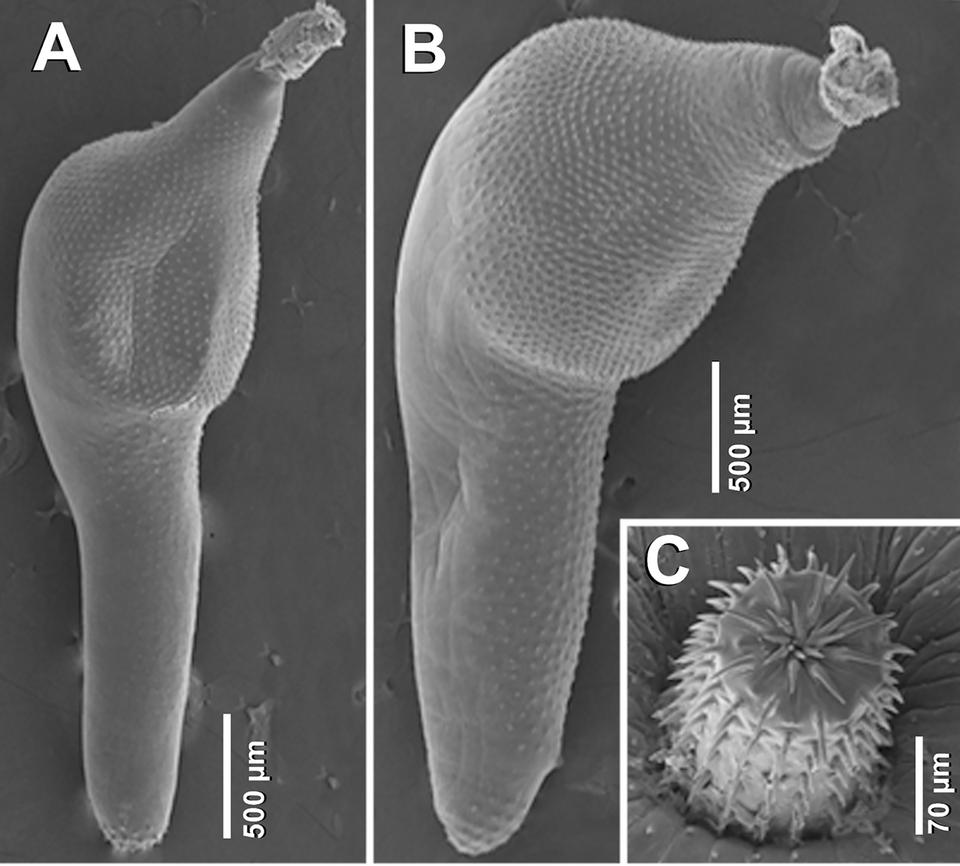 Corynosoma australe