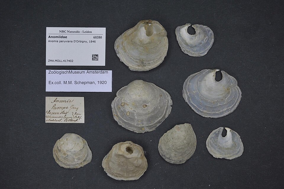 Anomia peruviana