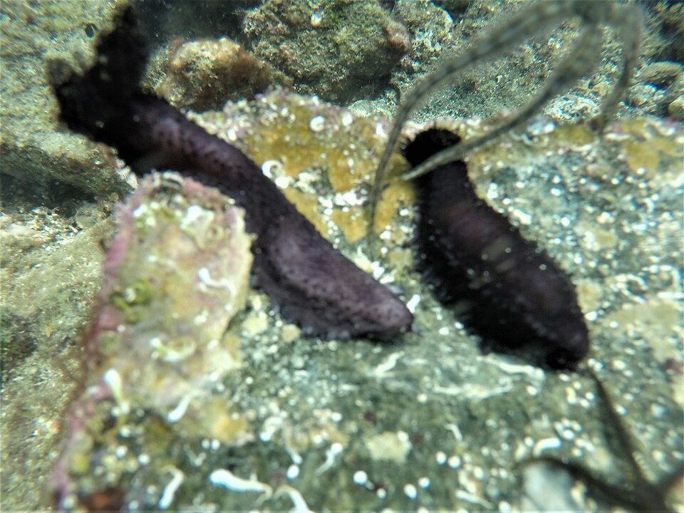 Pseudocnus californicus