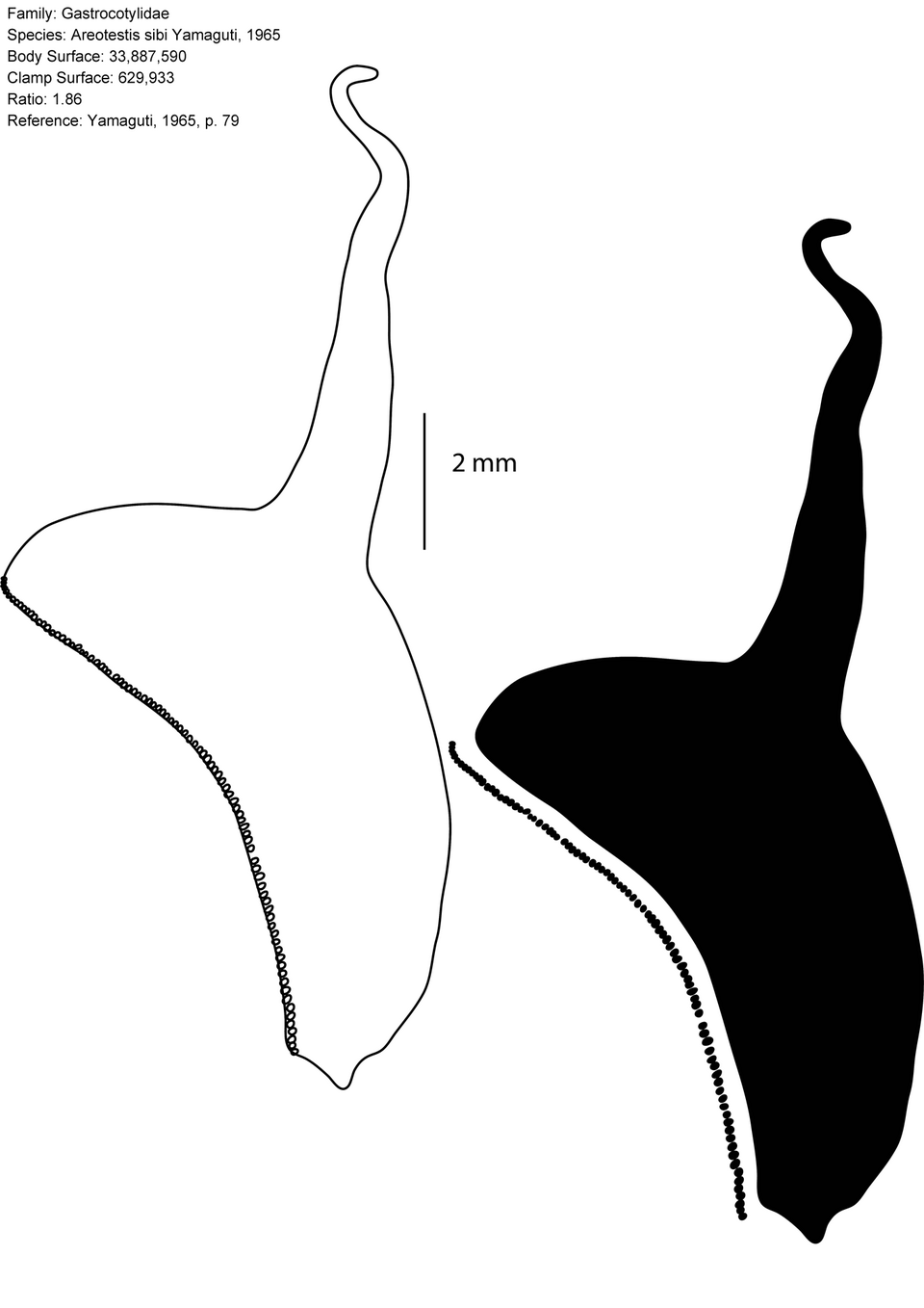 Areotestis sibi