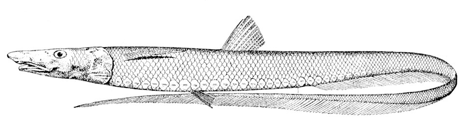 Aldrovandia phalacra