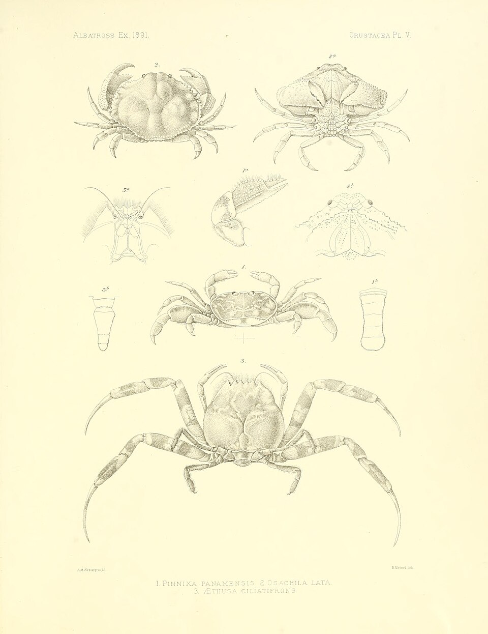 Ethusa ciliatifrons