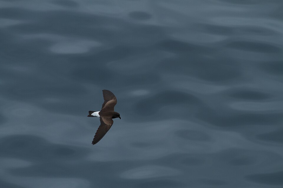 Golondrina de la tempestad peruana, Oceanodroma tethys