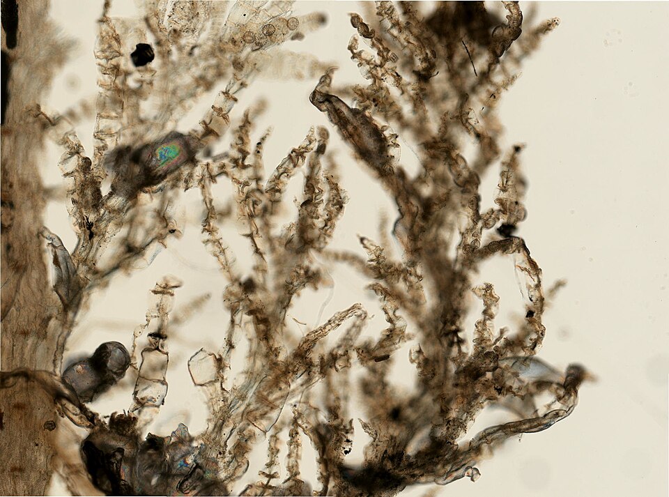 Aetea anguina