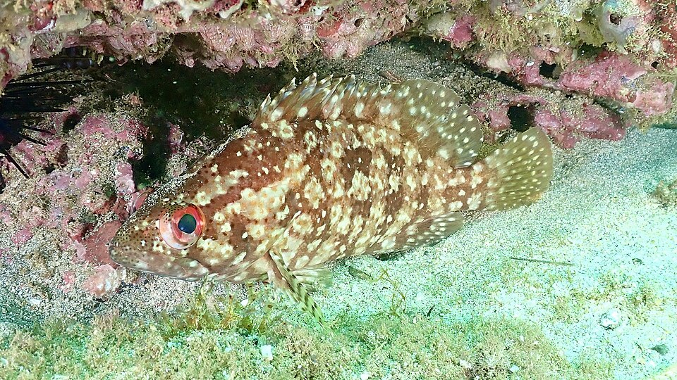 Guaseta del Pacífico, Alphestes immaculatus