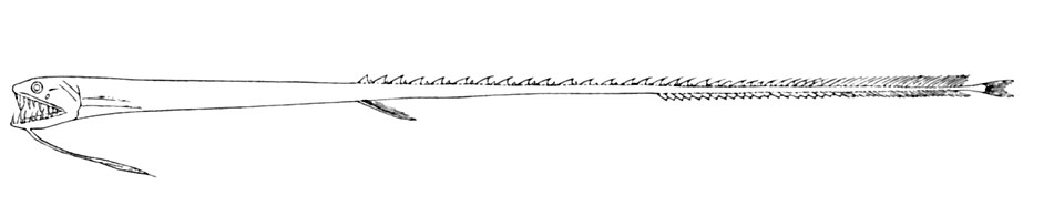 Idiacanthus antrostomus
