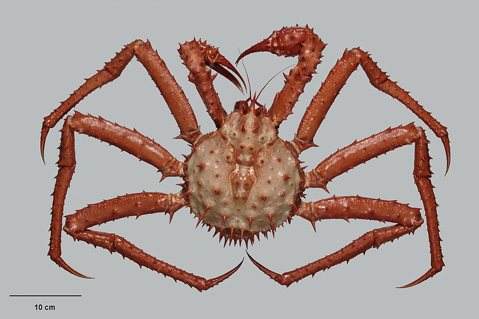 Neolithodes diomedeae
