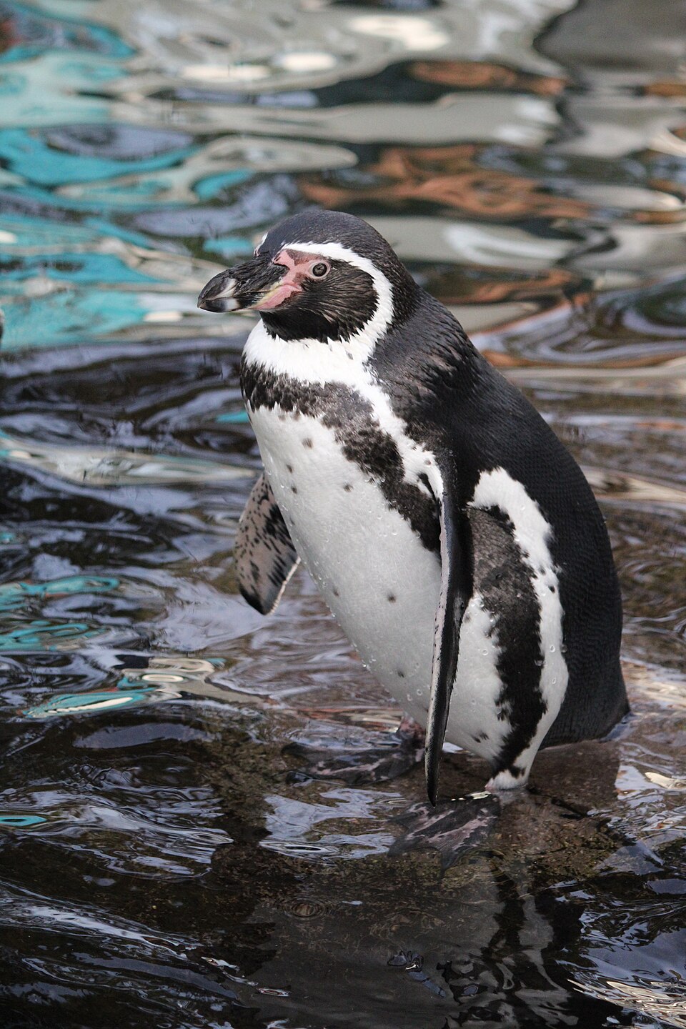 Pingüino de Humboldt, Spheniscus humboldti