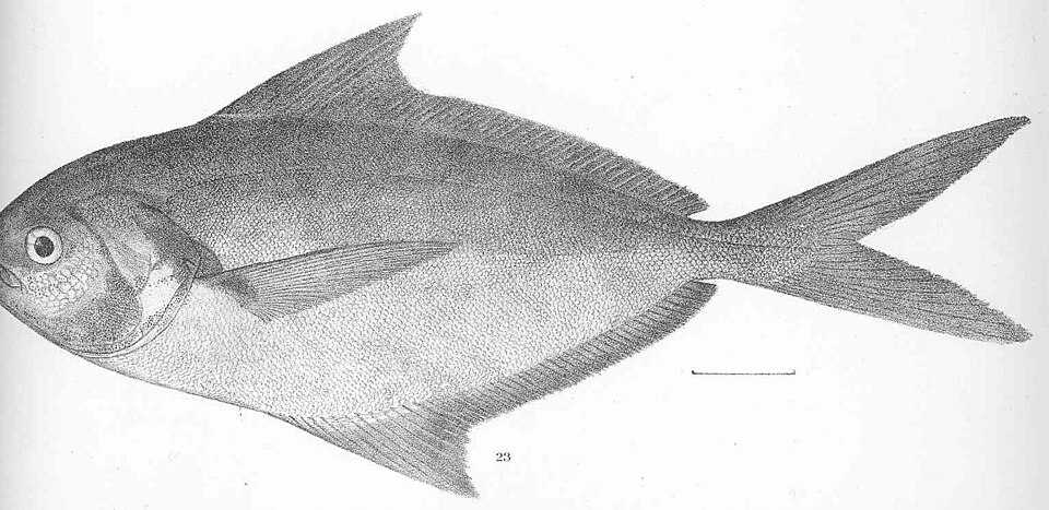 Palometa salema, Peprilus snyderi