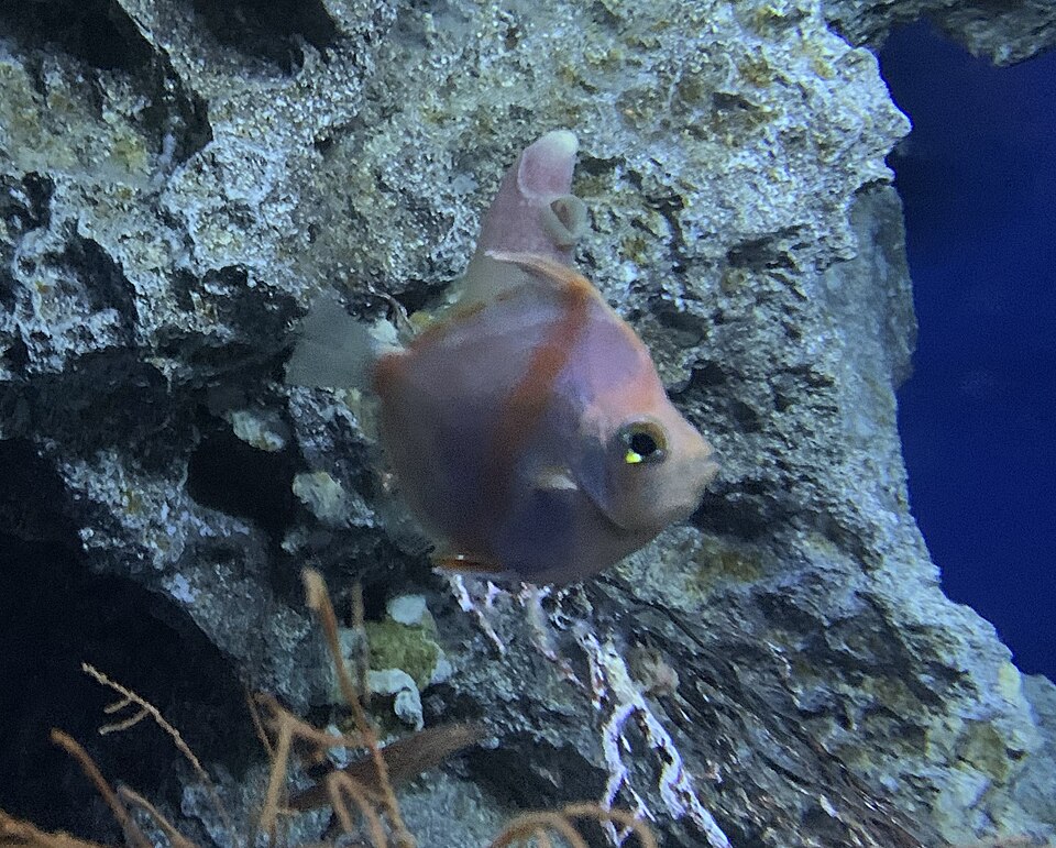 Antigonia rubicunda