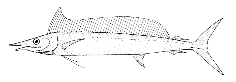 Marlin trompa corta, Tetrapturus angustirostris