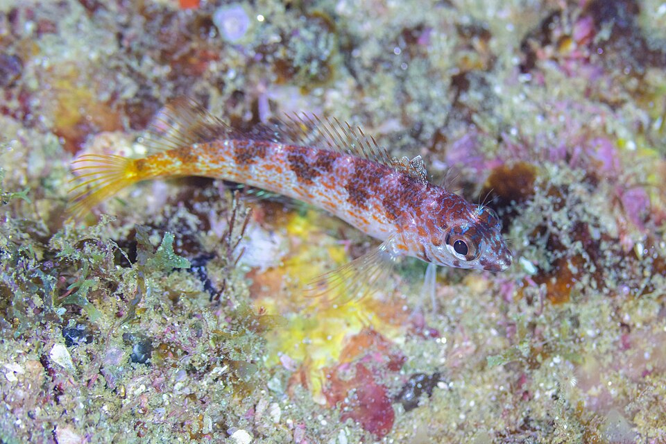 Gobio semáforo, Coryphopterus urospilus