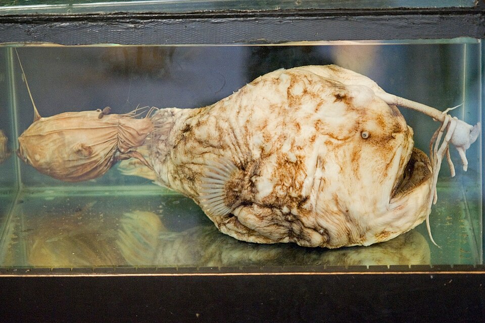 Himantolophus sagamius