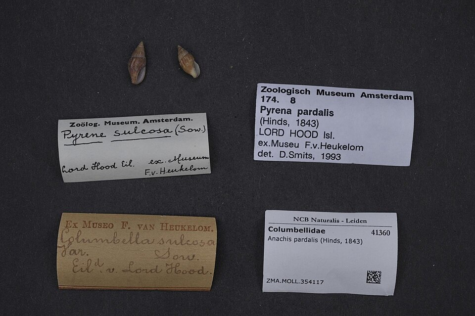 Anachis pardalis