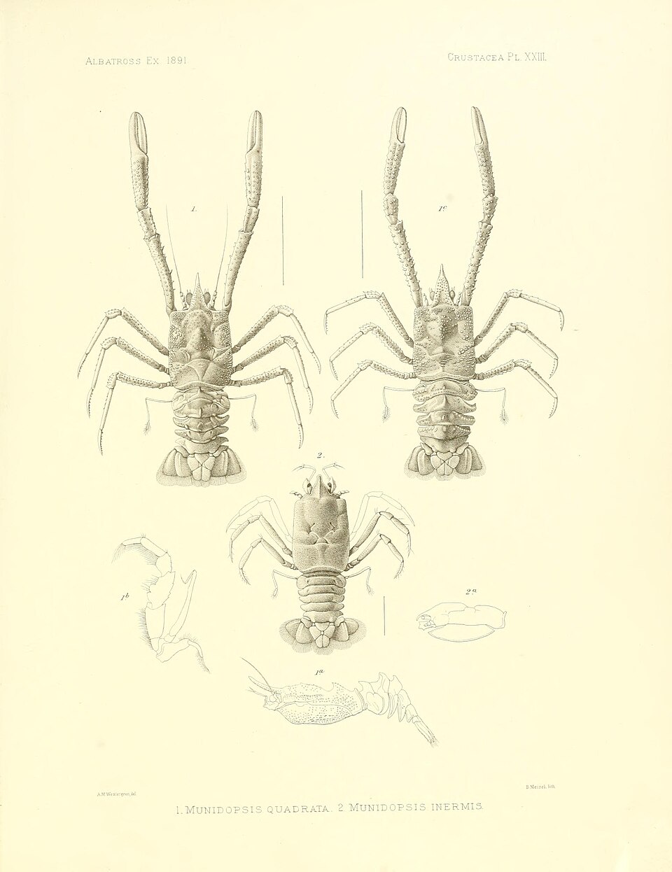 Munidopsis quadrata