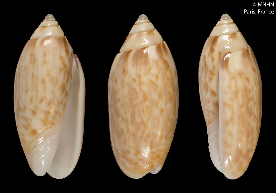 Felicioliva kaleontina
