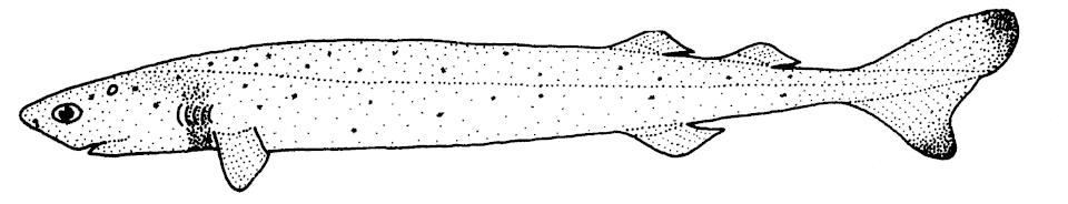 Tiburón puro, Isistius brasiliensis