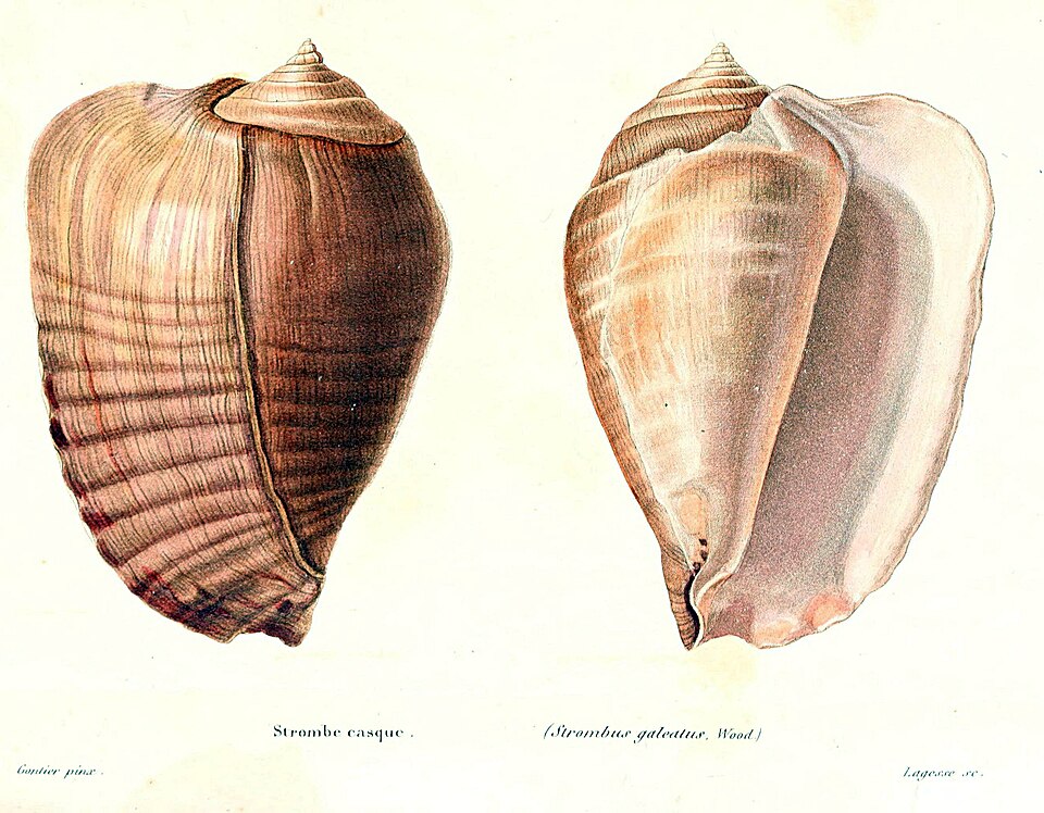 Titanostrombus galeatus