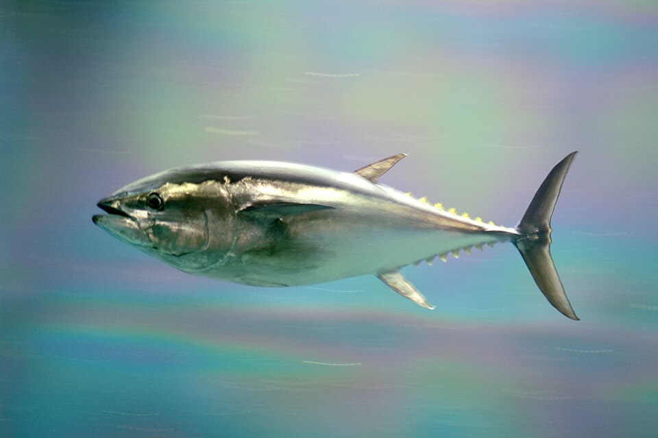 Atún cimarrón, Thunnus orientalis