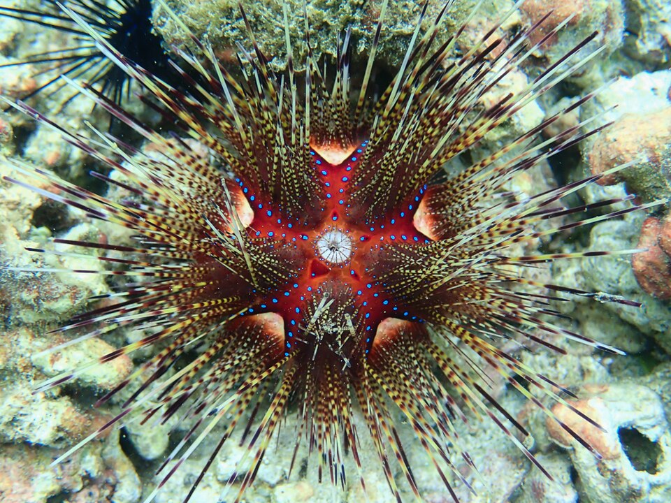 Erizo de mar cojín, Astropyga pulvinata