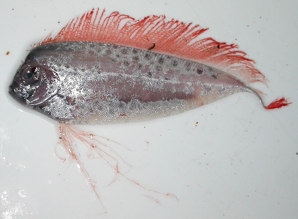 Cinta, Desmodema polystictum