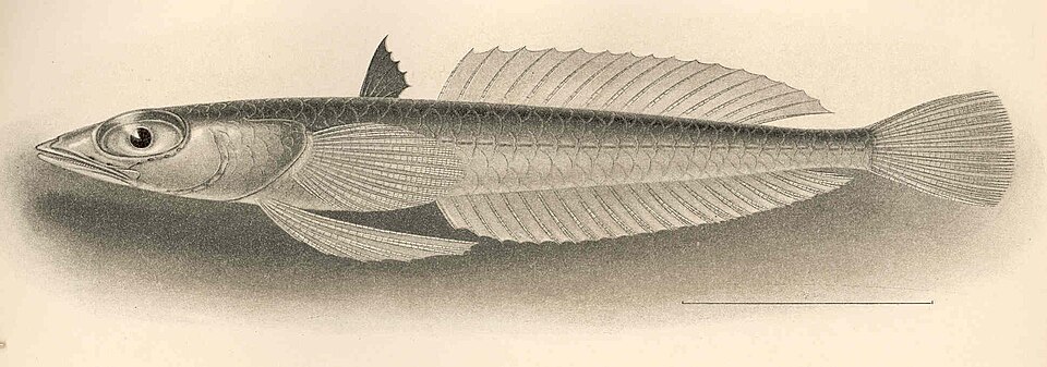 Pteropsaron incisum