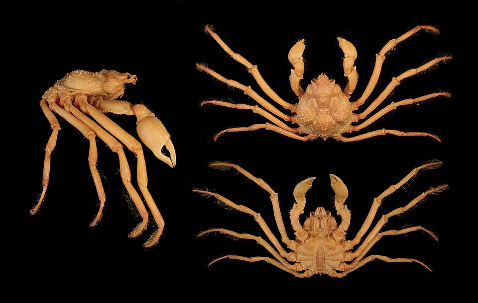 Collodes tenuirostris