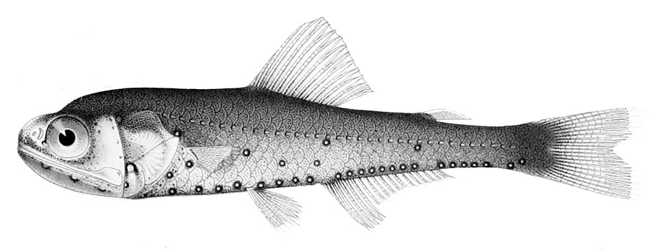Pez linterna, Symbolophorus evermanni