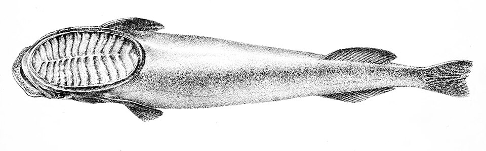 Rémora blanca, Remora albescens