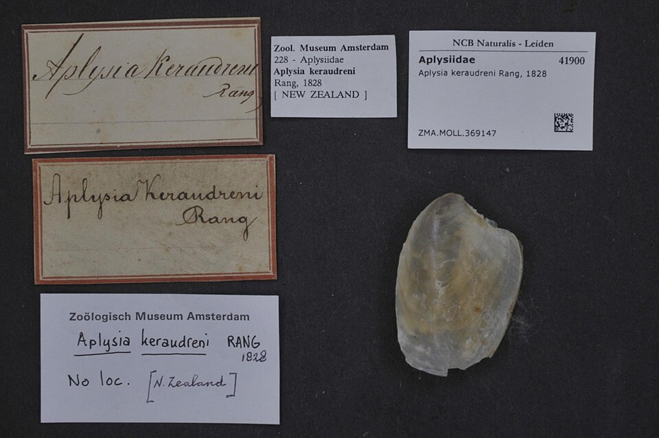 Aplysia keraudreni, Aplysia keraudrenii