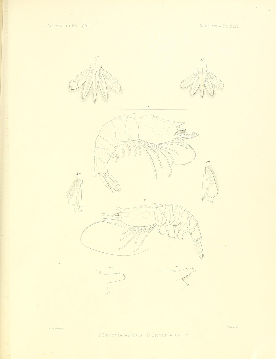 Sicyonia picta