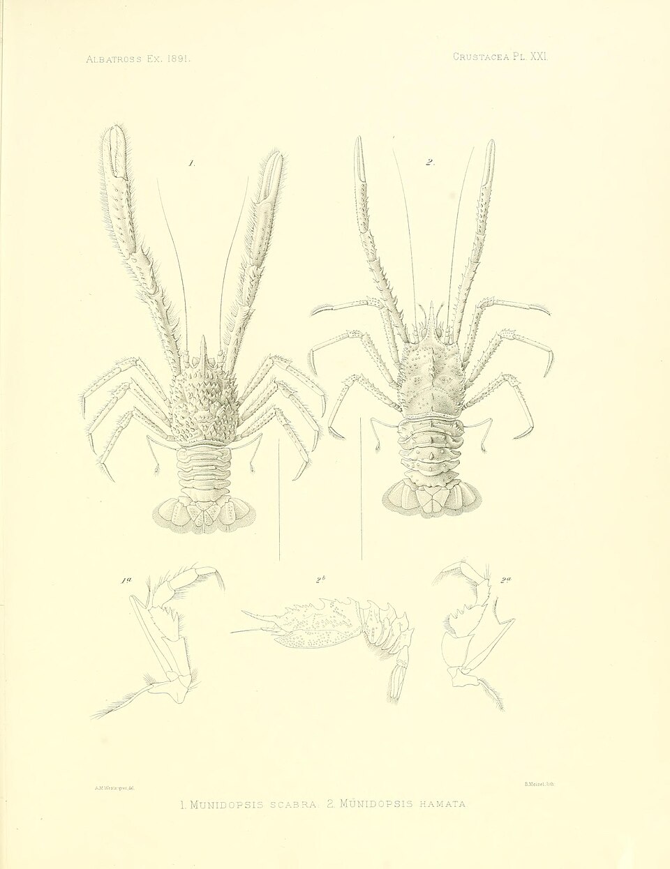 Munidopsis hamata
