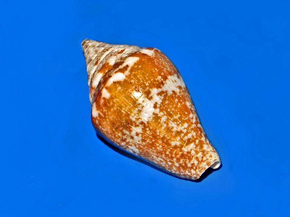 Parametaria duponti, Parametaria dupontii