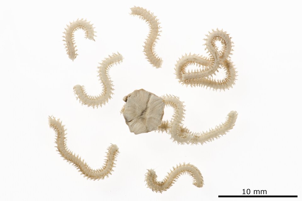 Amphiodia oerstedi