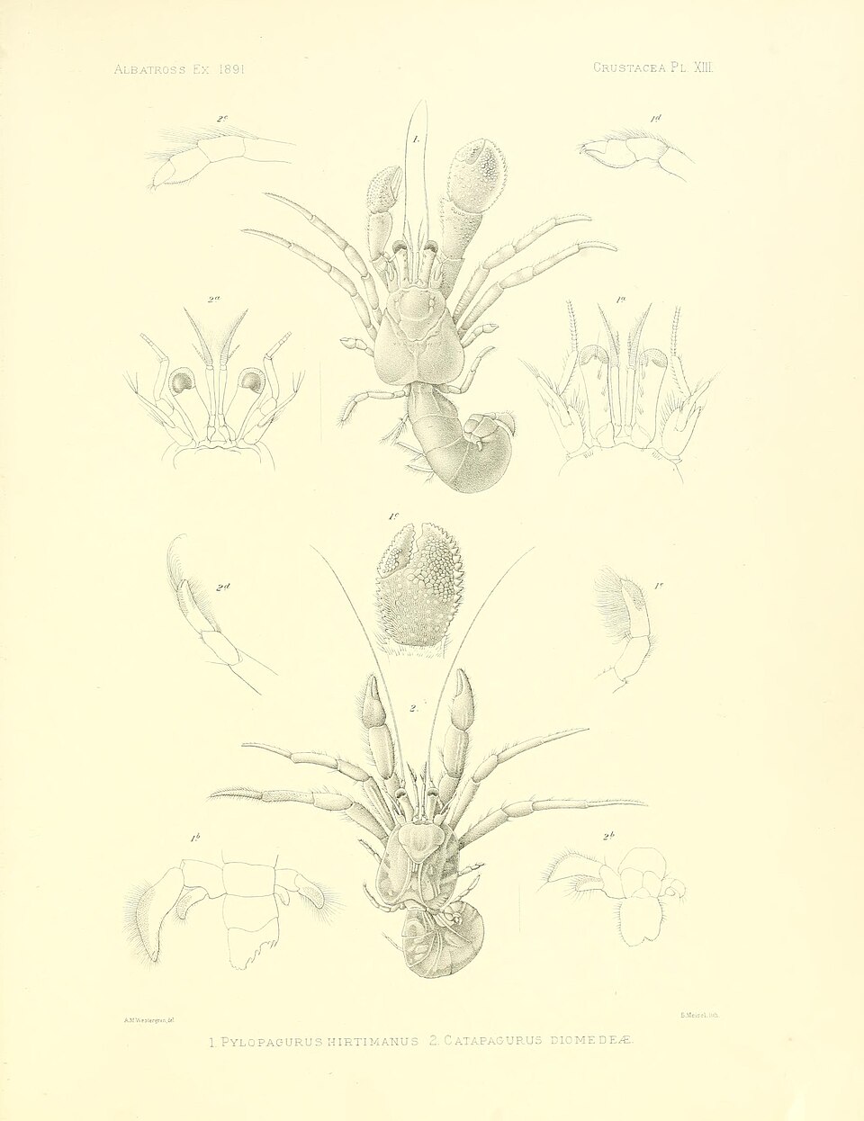 Rhodochirus hirtimanus