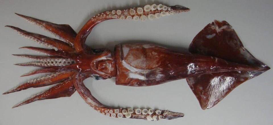 Todarodes filippovae