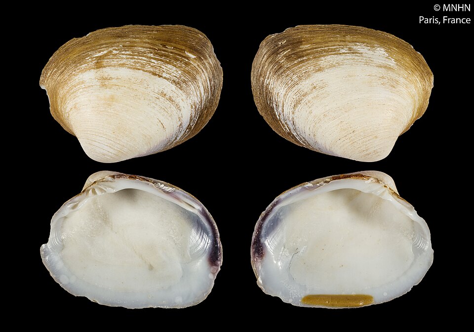 Polymesoda notabilis