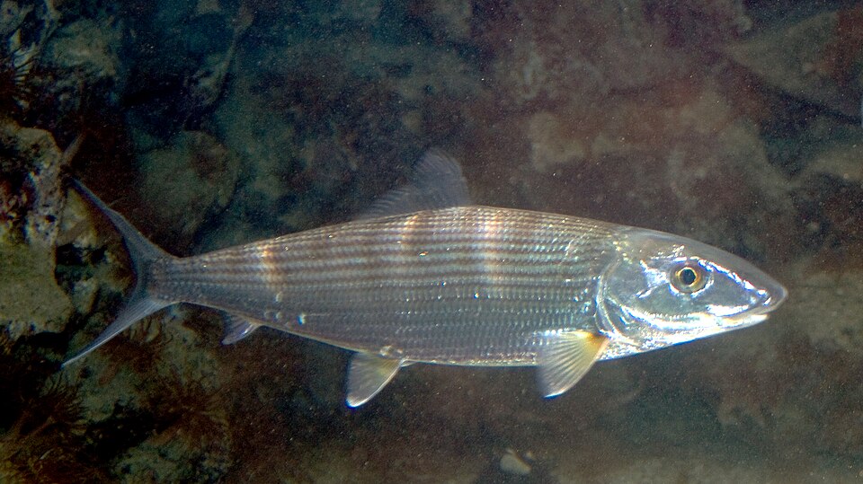 Zorro, Albula vulpes