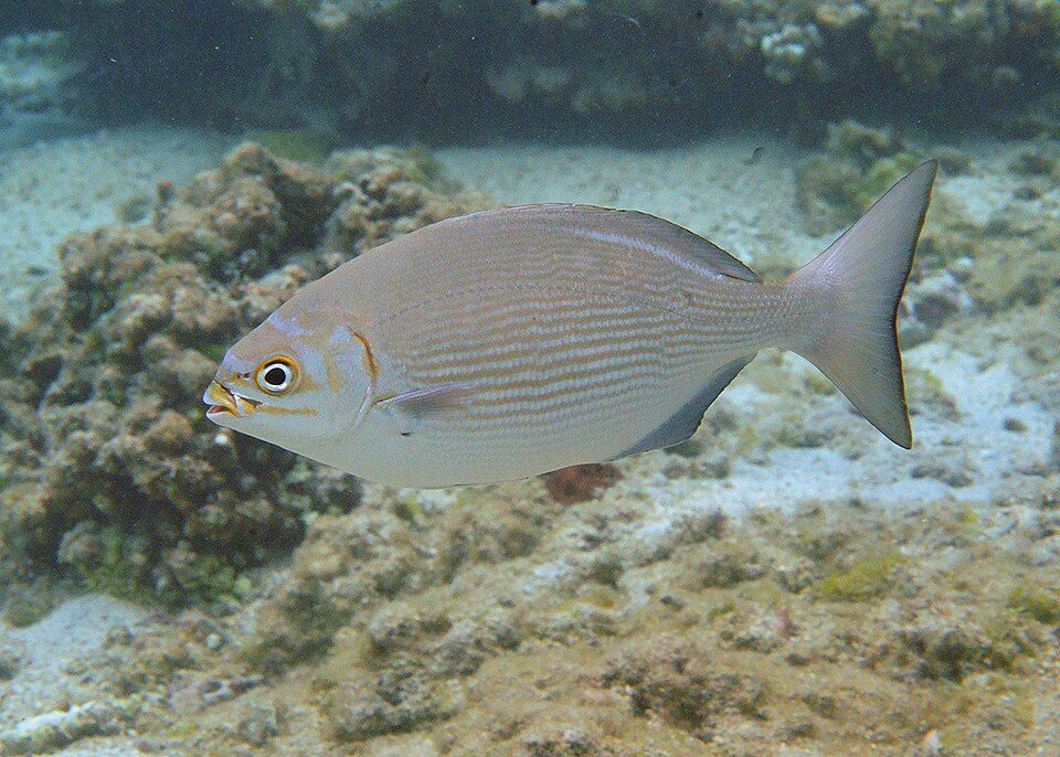 Chopas, Kyphosus vaigiensis