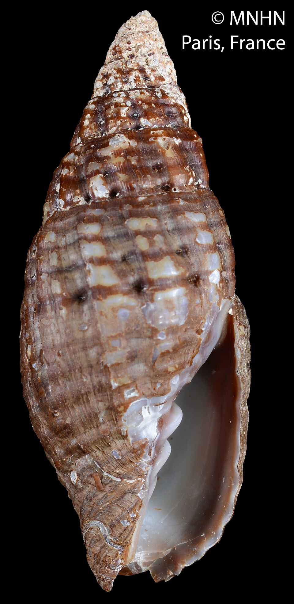 Neotiara lens