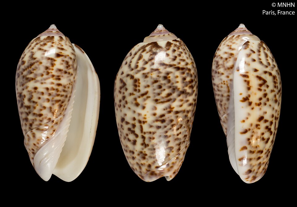Oliva julieta