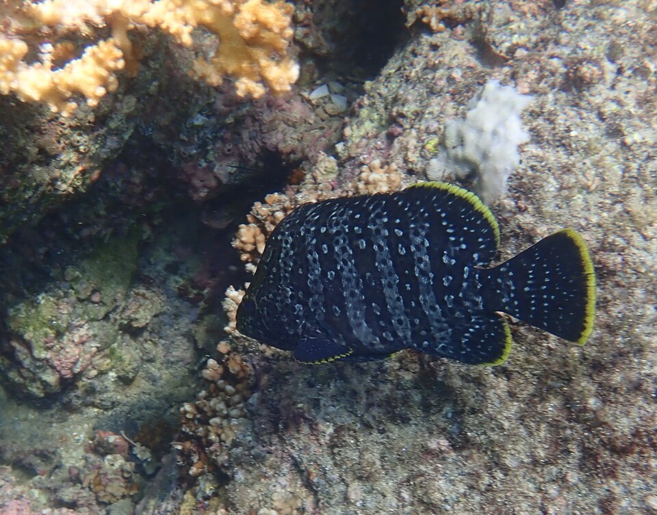 Mero cuero, Dermatolepis dermatolepis