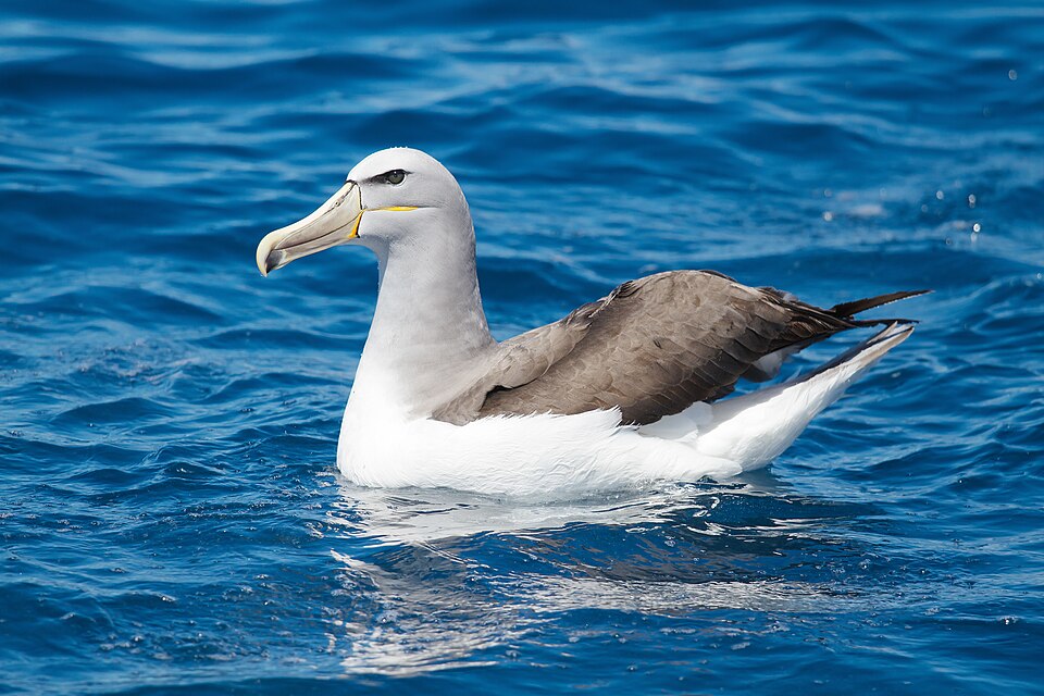 Albatros de Salvin, Thalassarche salvini