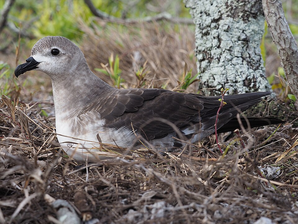 Petrel de las Kermadec, Pterodroma neglecta