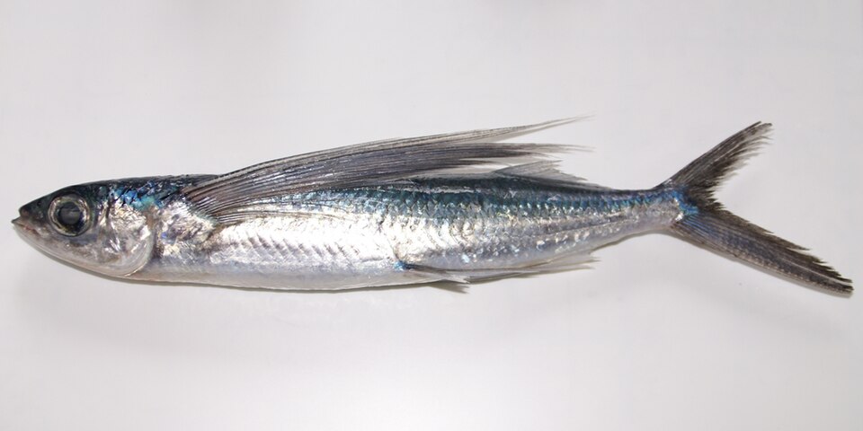 Volador cabecita, Cheilopogon pinnatibarbatus