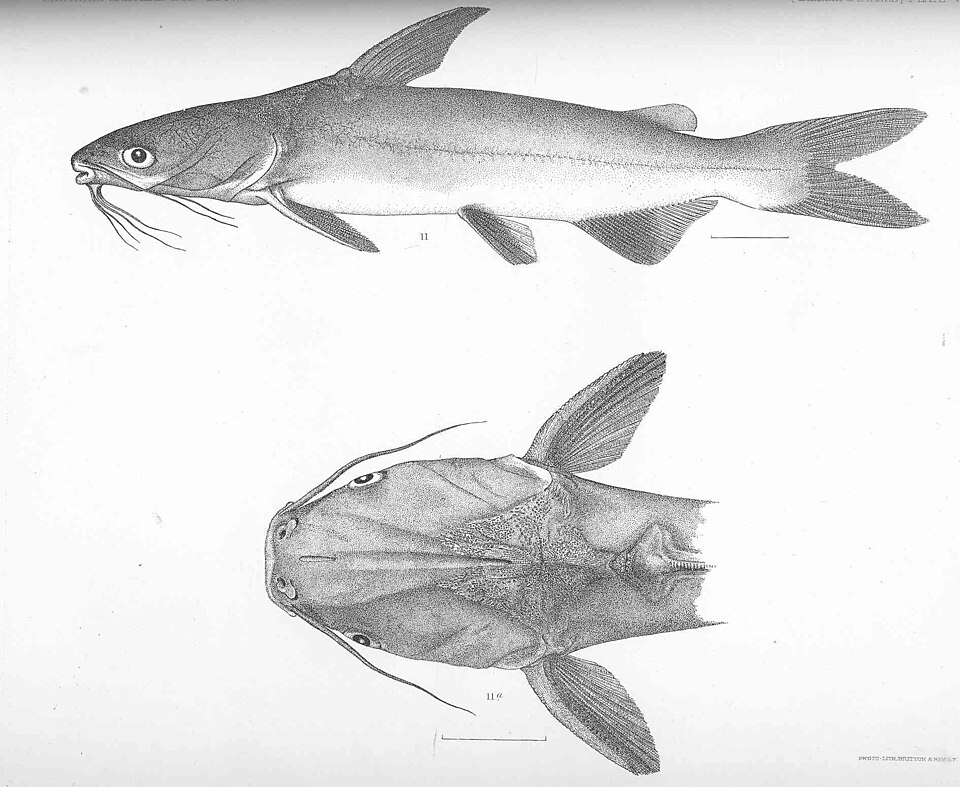 Cajeta, Cathorops multiradiatus