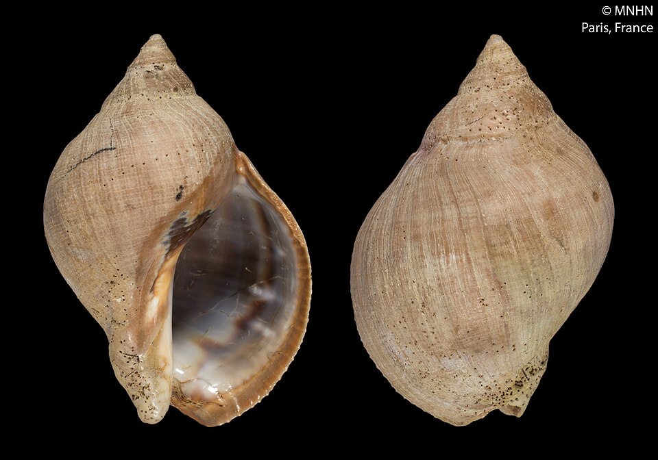 Locate, Thaisella chocolata