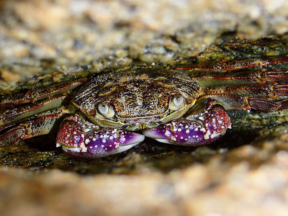 Cangrejo, Leptograpsus variegatus
