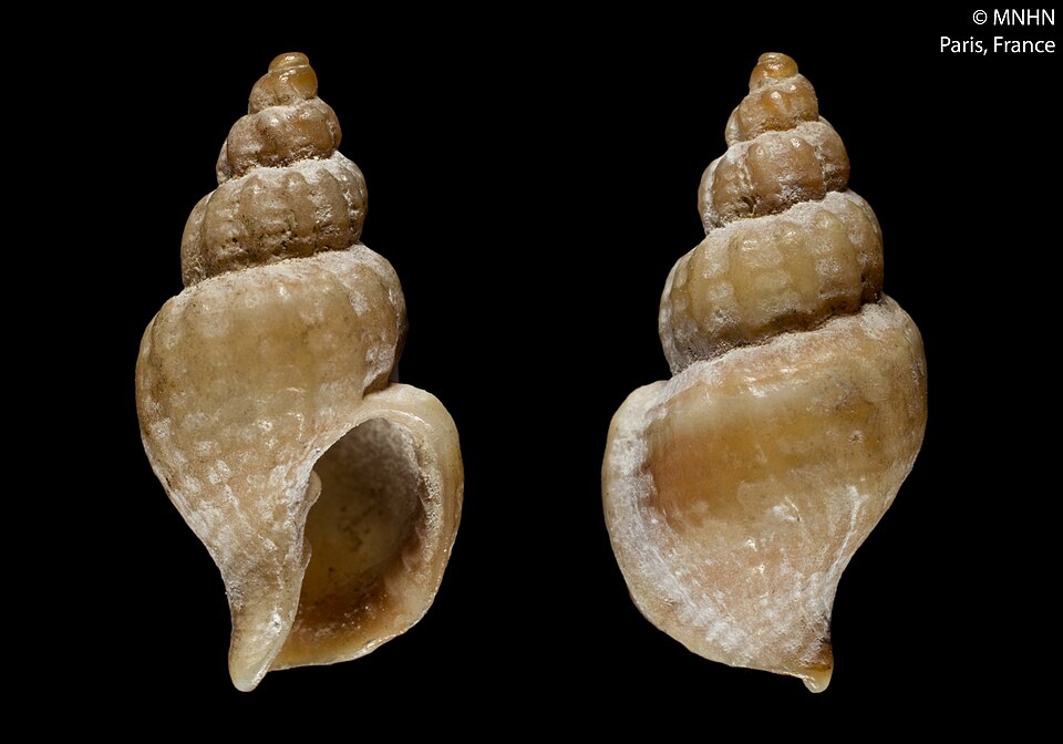 Narona clavatula