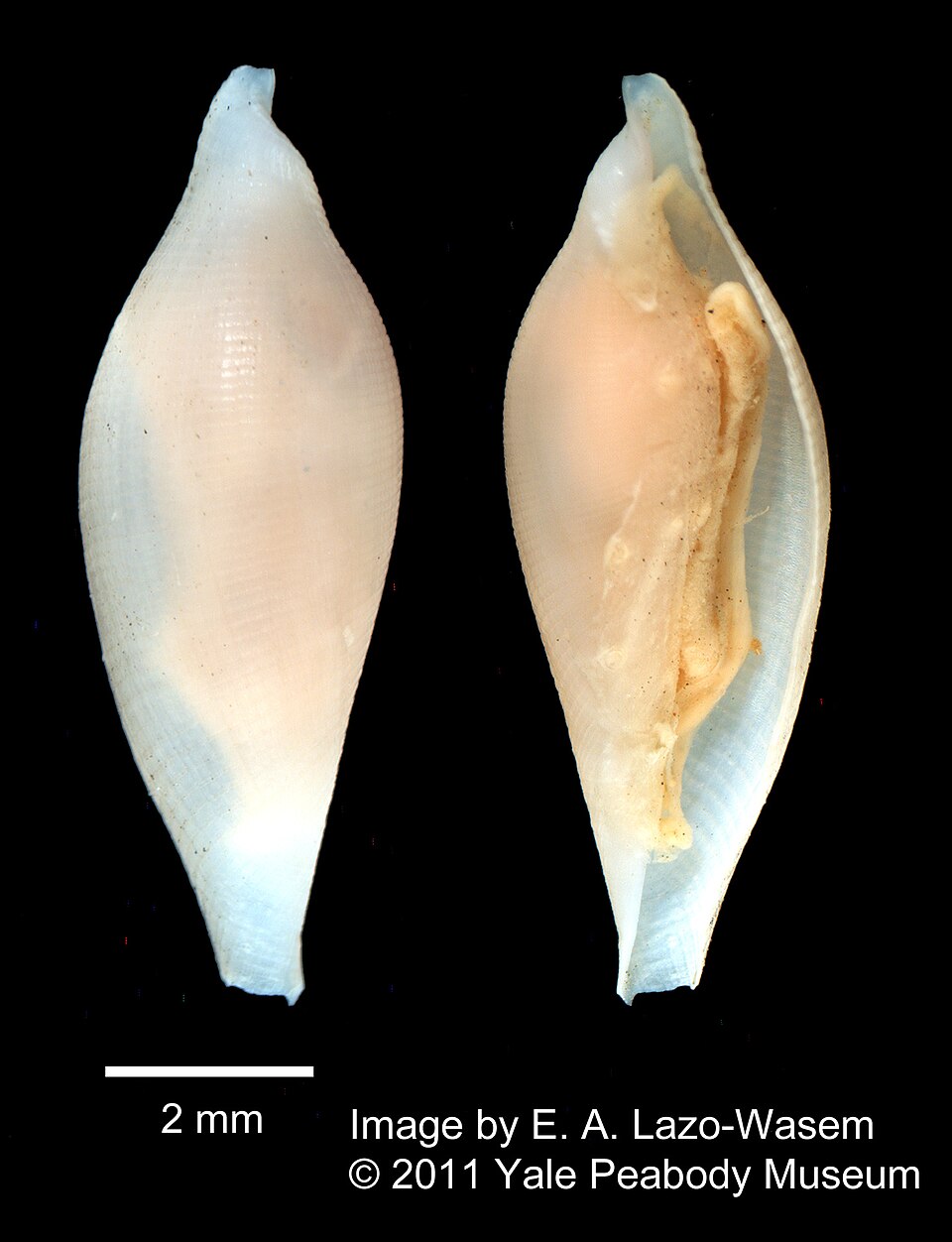 Simnialena rufa